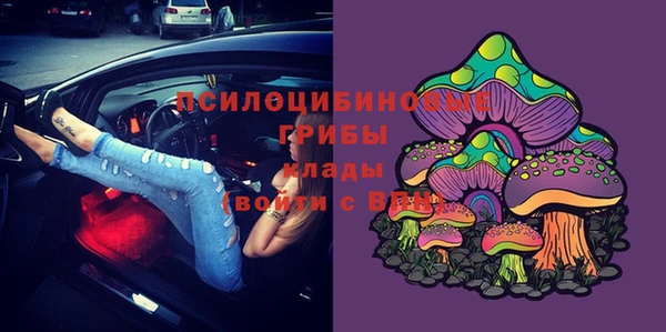 стаф Корсаков